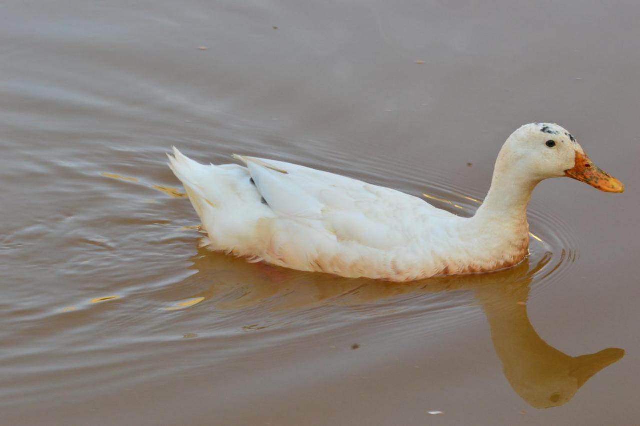 Pousada Coqueiro Verde Minas Gerais マテウス・レメ エクステリア 写真